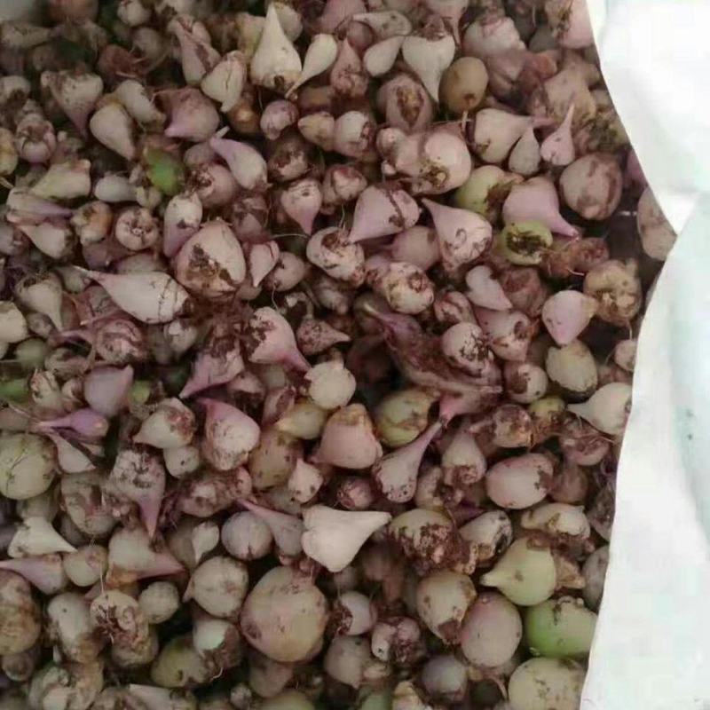 冰球子野生独蒜兰野生高山白芨野生云南野生冰球子