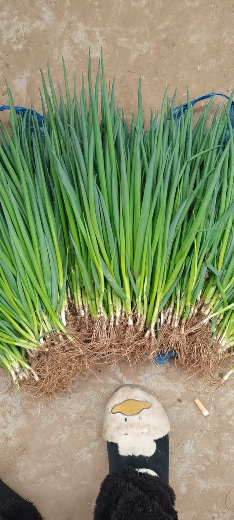 精品四季葱，黑葱，长期大量供应，产地直发，