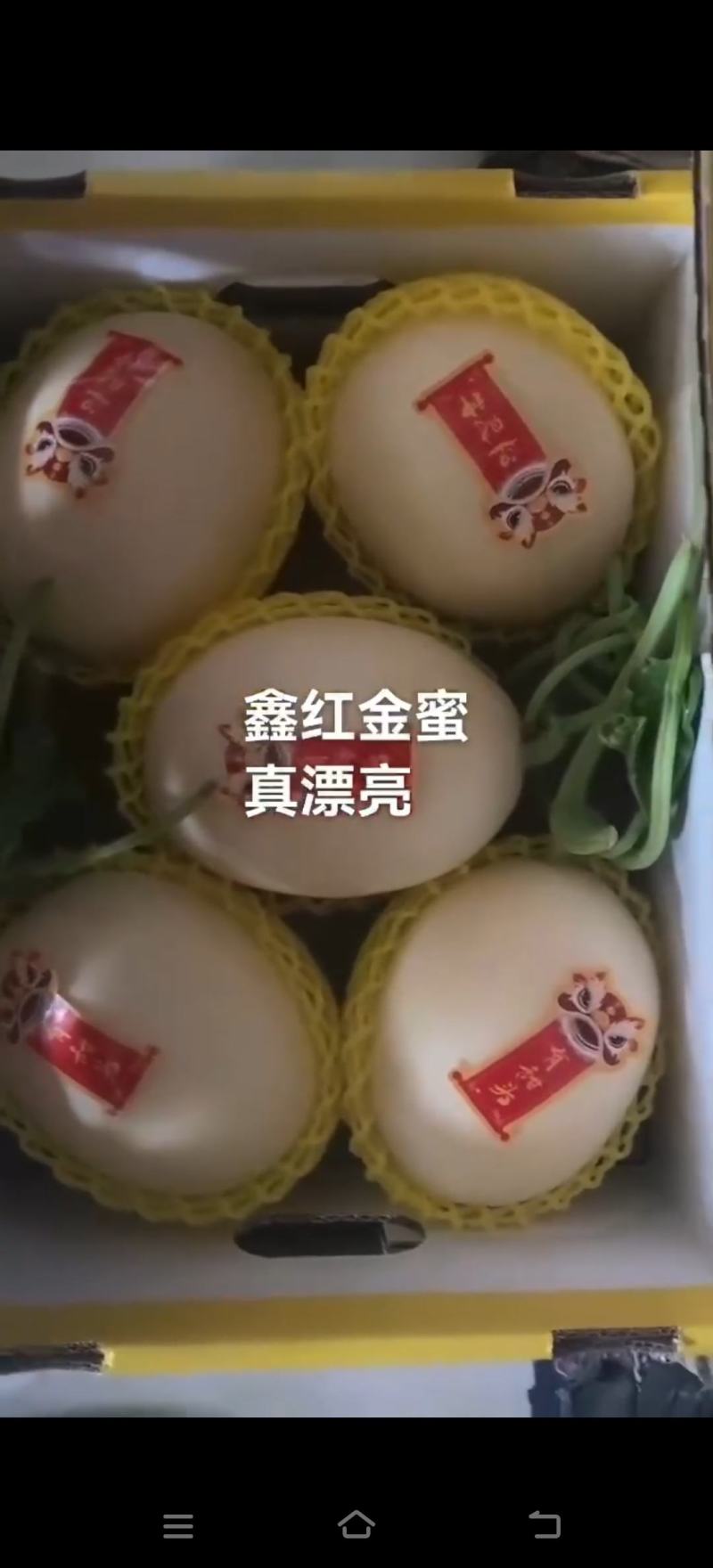 博洋甜瓜