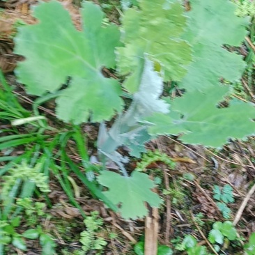 药材