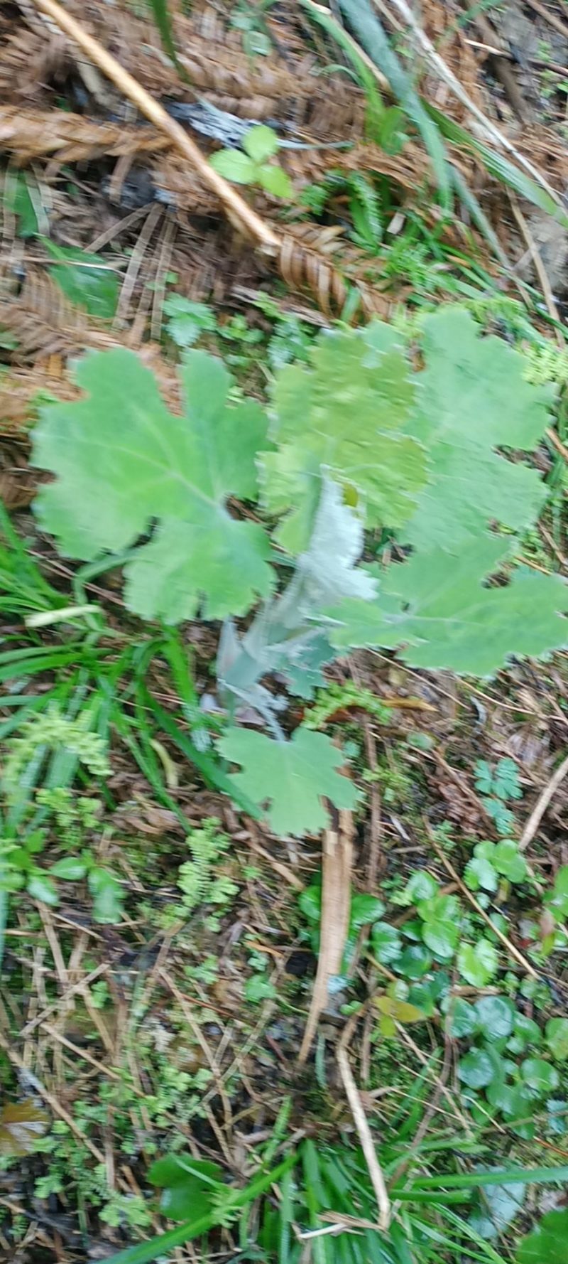 药材
