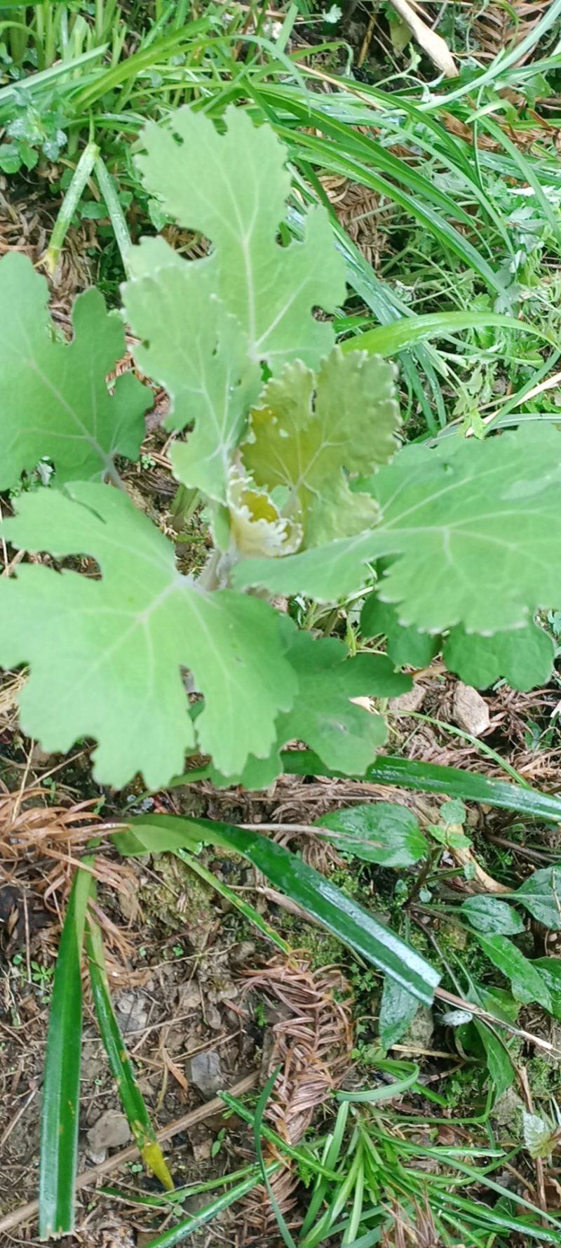 药材