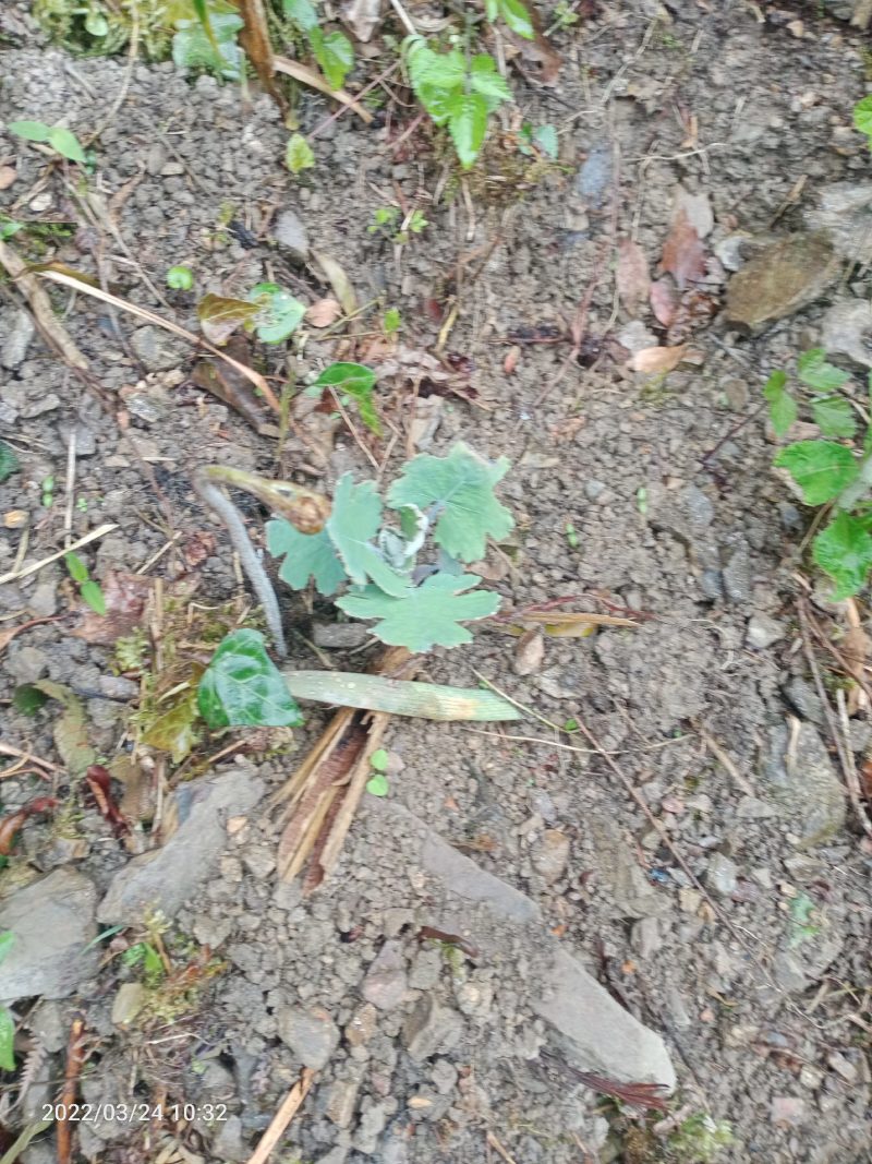 药材