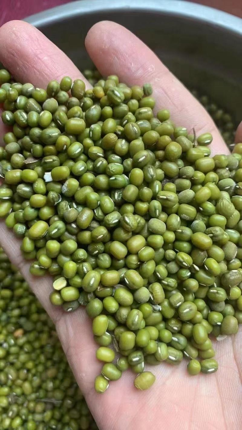 缅多丰缅甸大产区毛绿豆毛杂油豆发芽豆绿豆沙绿豆芽原料源