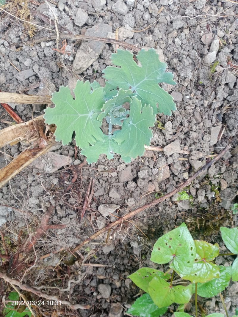 药材