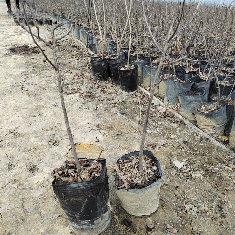 北美冬青切枝40公分到80公分北美冬青基地