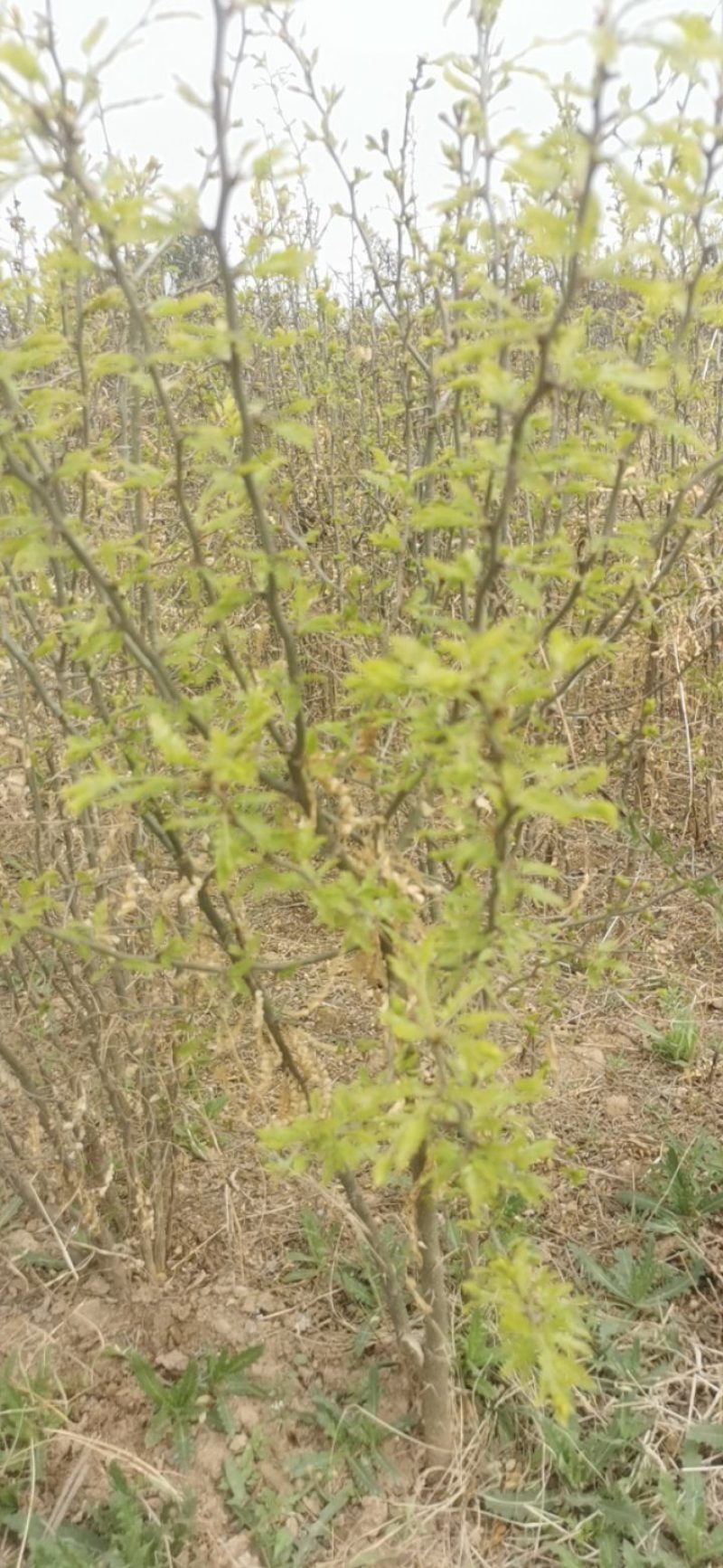 大刺皂椒苗