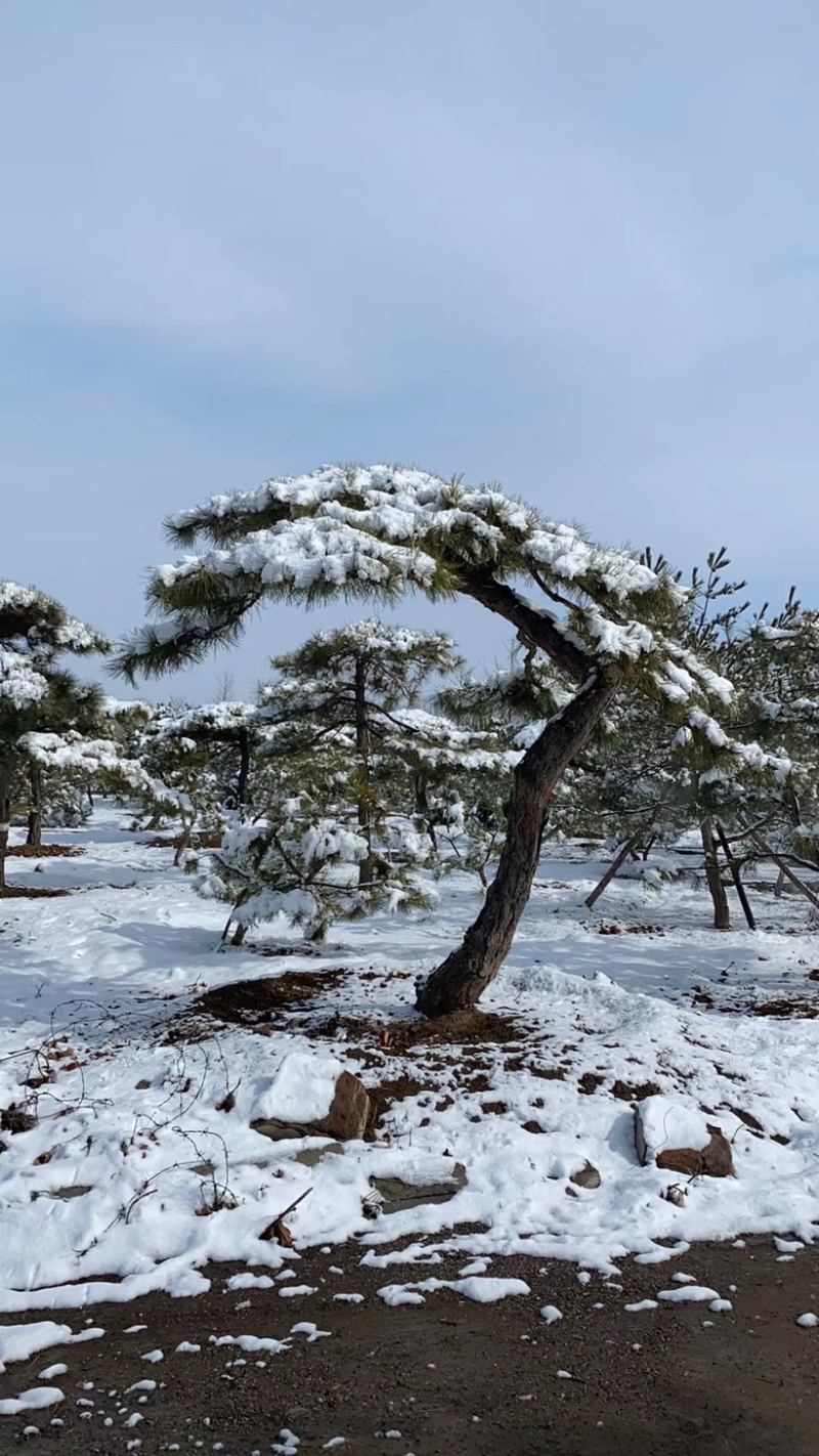 造型油松造型松平顶松造型树松树造型松树好看