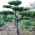 造型油松造型松平顶松造型树松树造型松树好看