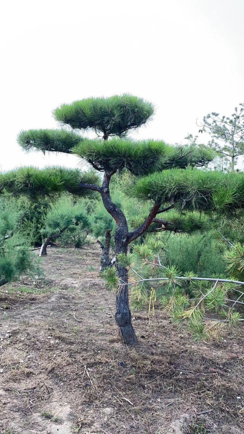 造型油松造型松平顶松造型树松树造型松树好看