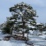 造型油松造型松平顶松造型树松树造型松树好看
