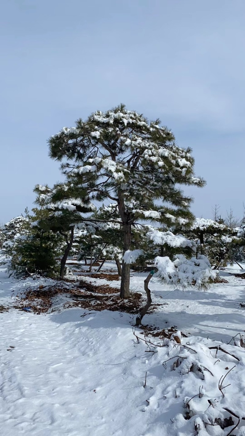 造型油松造型松平顶松造型树松树造型松树好看