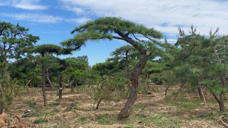 造型油松造型松平顶松造型树松树造型松树好看