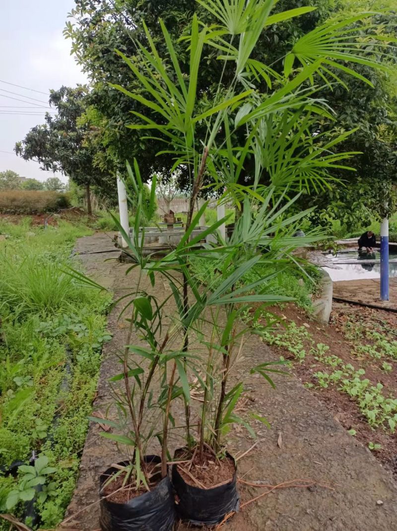 【精品细叶棕竹小苗】一手货源，基地发货，欢迎考察看货