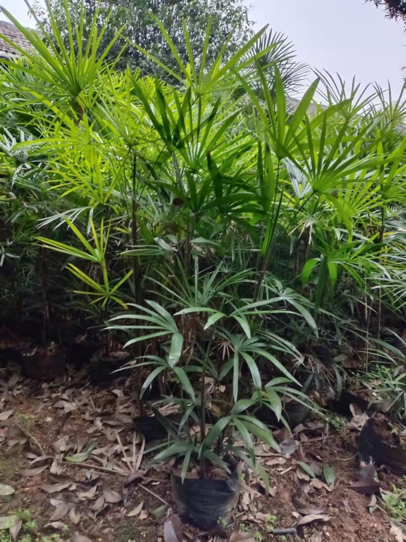 【精品细叶棕竹小苗】一手货源，基地发货，欢迎考察看货