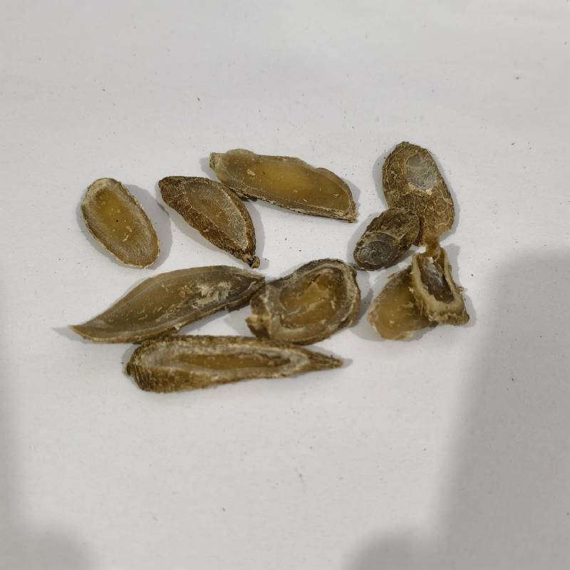 郁金实图拍摄今年新货颜色好看量大从优欢迎选购