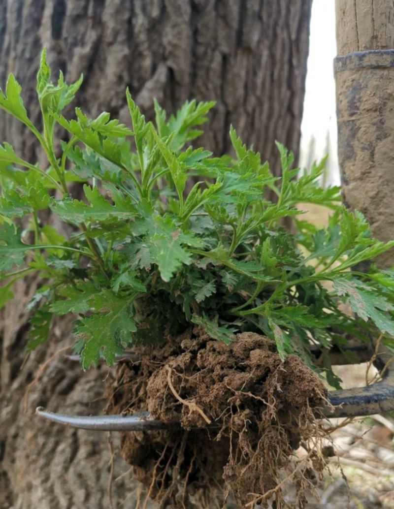 南京菊花脑菜苗食用菊花菜野生四季都可种植，来电优惠发