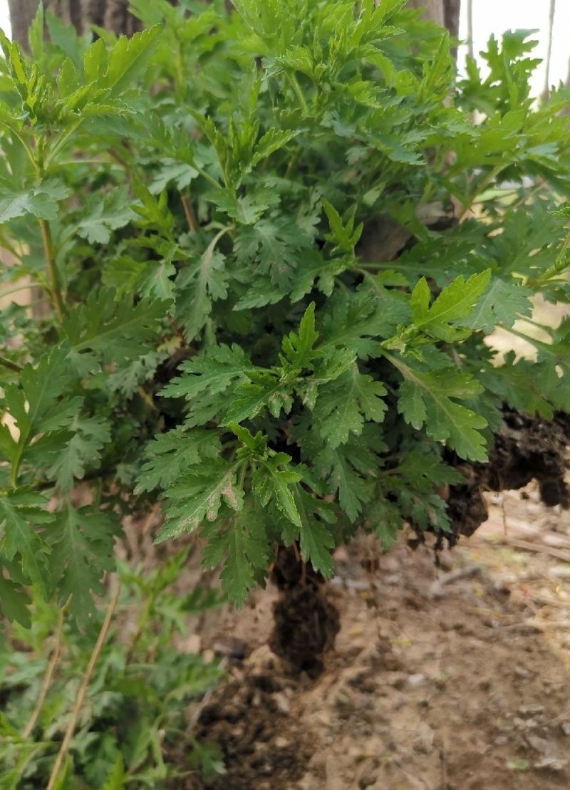 南京菊花脑菜苗食用菊花菜野生四季都可种植，来电优惠发