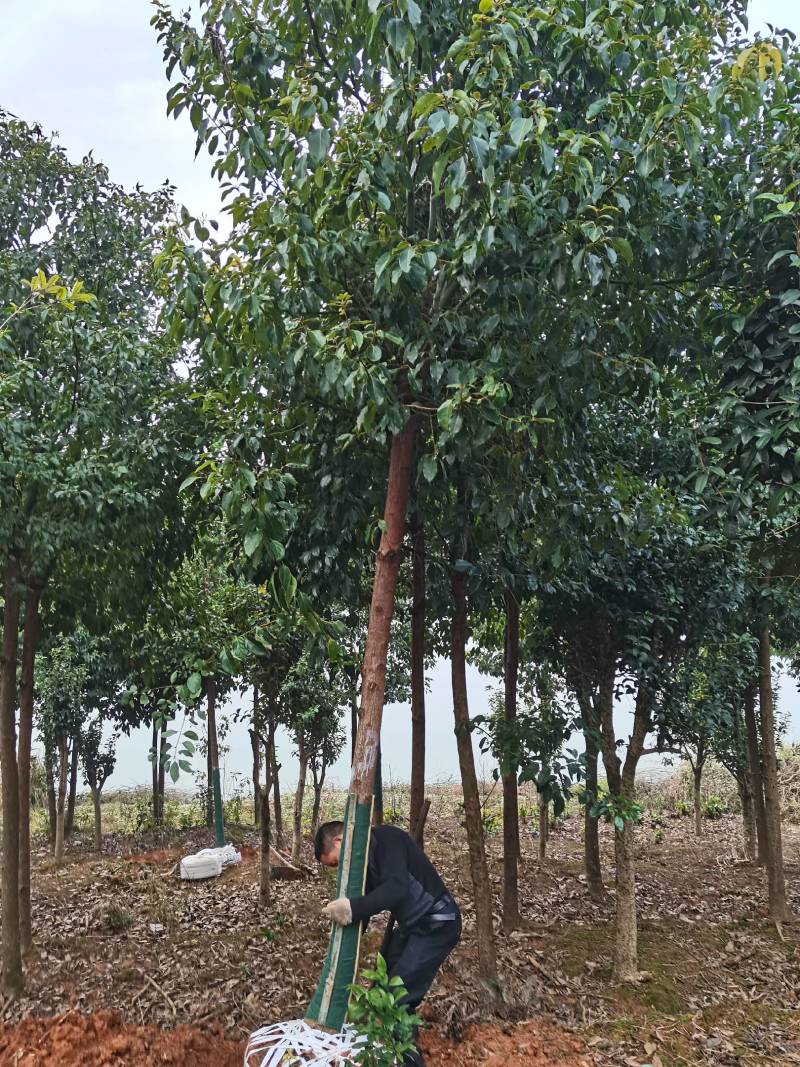 苗圃直发移栽香樟造林苗香樟行道树香樟苗圃香樟占地香樟批发