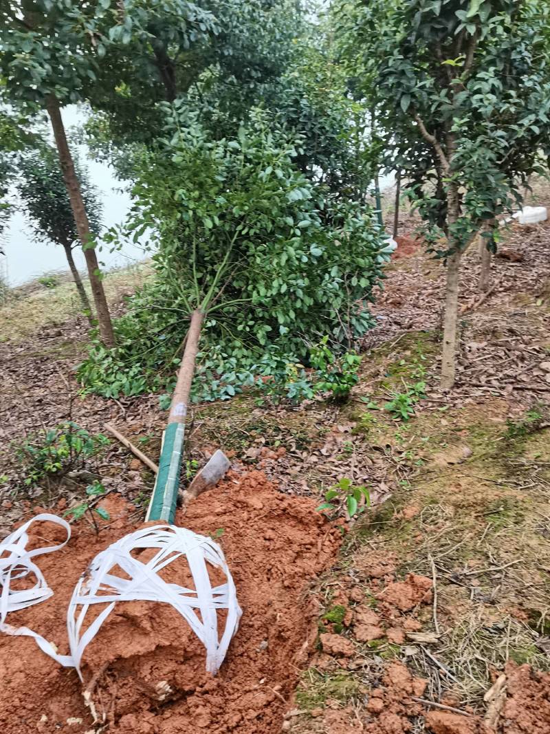 苗圃直发移栽香樟造林苗香樟行道树香樟苗圃香樟占地香樟批发