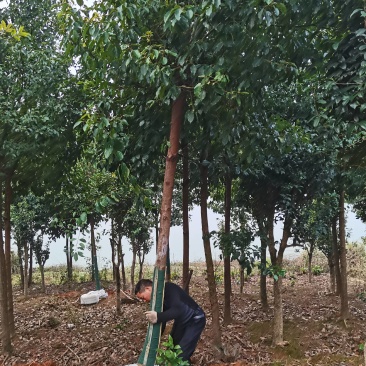 苗圃直发移栽香樟造林苗香樟行道树香樟苗圃香樟占地香樟批发