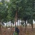 苗圃直发移栽香樟造林苗香樟行道树香樟苗圃香樟占地香樟批发