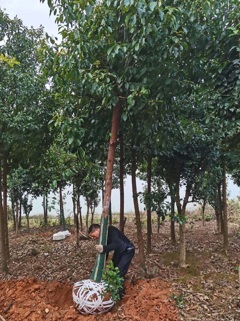 苗圃直发移栽香樟造林苗香樟行道树香樟苗圃香樟占地香樟批发
