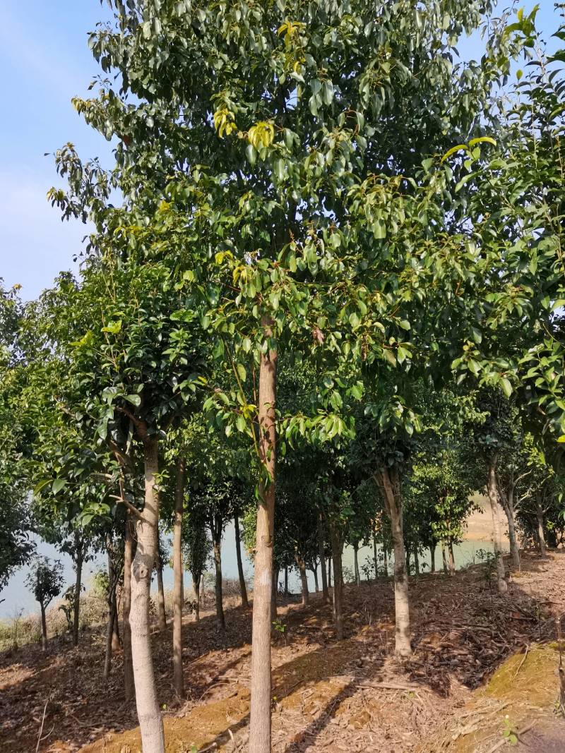 苗圃直发移栽香樟造林苗香樟行道树香樟苗圃香樟占地香樟批发
