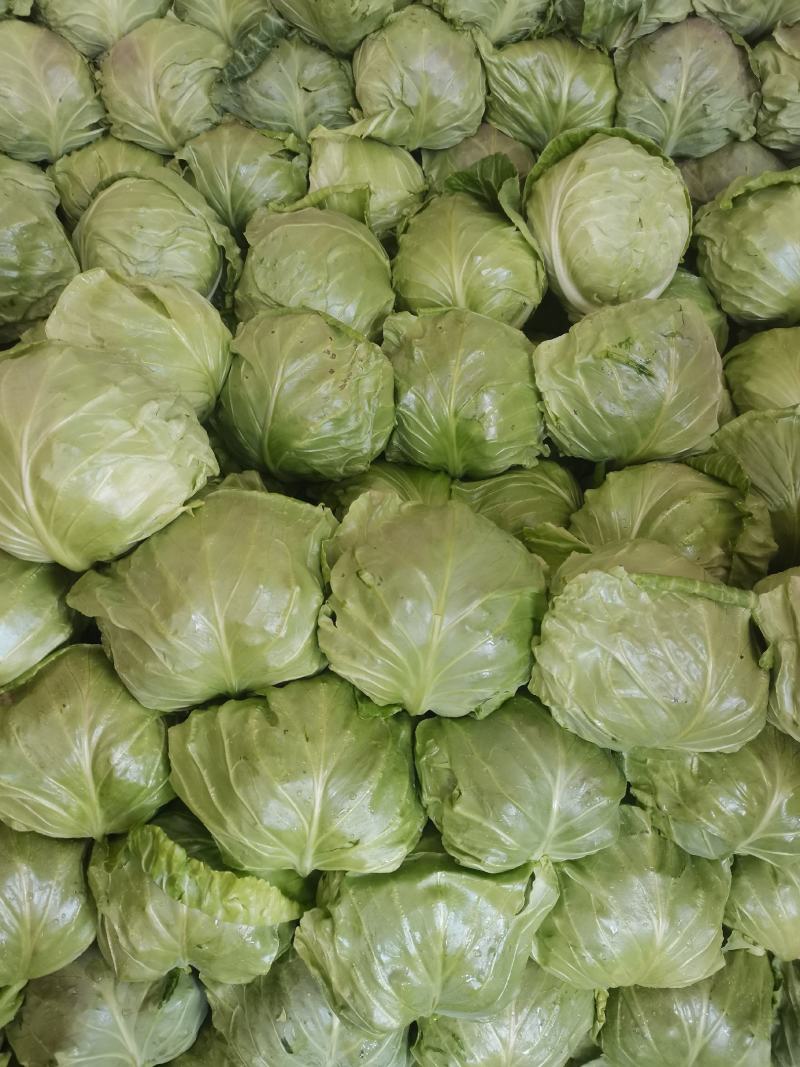 包菜甘蓝市场货电商货包菜圆包菜多多买菜美团