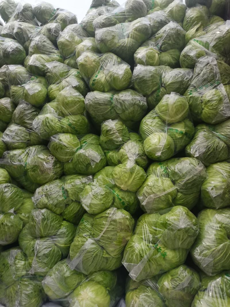 包菜甘蓝市场货电商货包菜圆包菜多多买菜美团