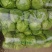 包菜甘蓝市场货电商货包菜圆包菜多多买菜美团