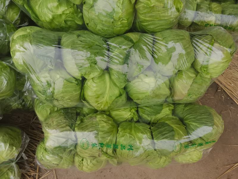 包菜甘蓝市场货电商货包菜圆包菜多多买菜美团
