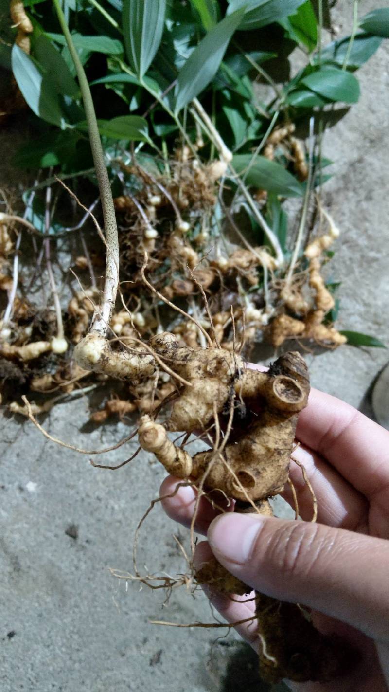 湖南黄精苗多花姜型倒苗黄精苗鸡头黄精苗