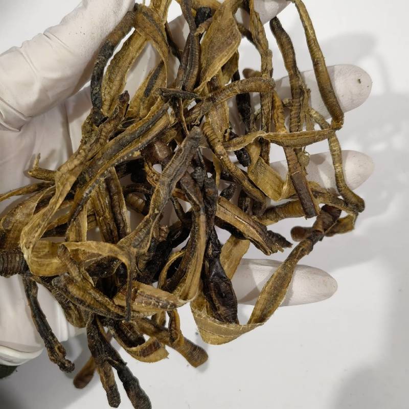 地龙小地龙今年新货实图拍摄颜色好看一手货源