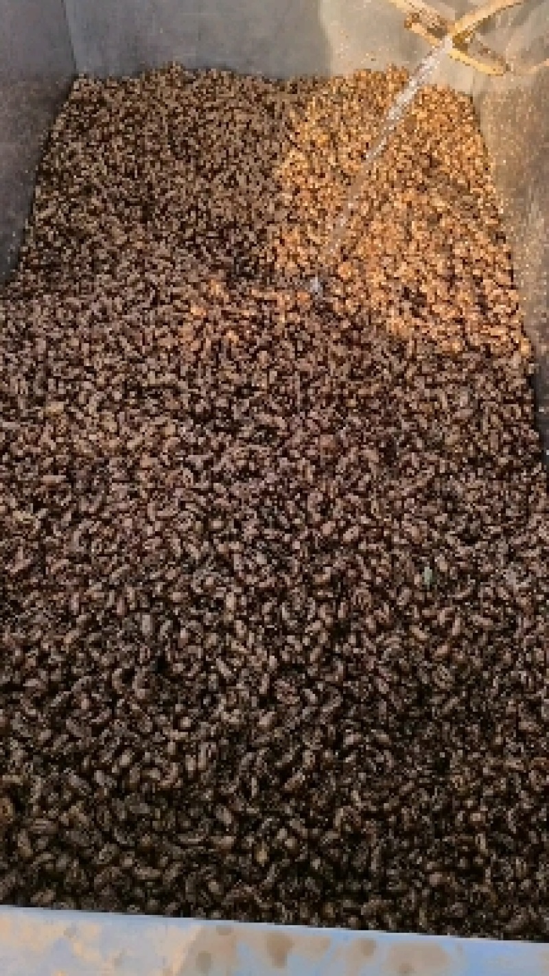 地龙小地龙今年新货实图拍摄颜色好看一手货源