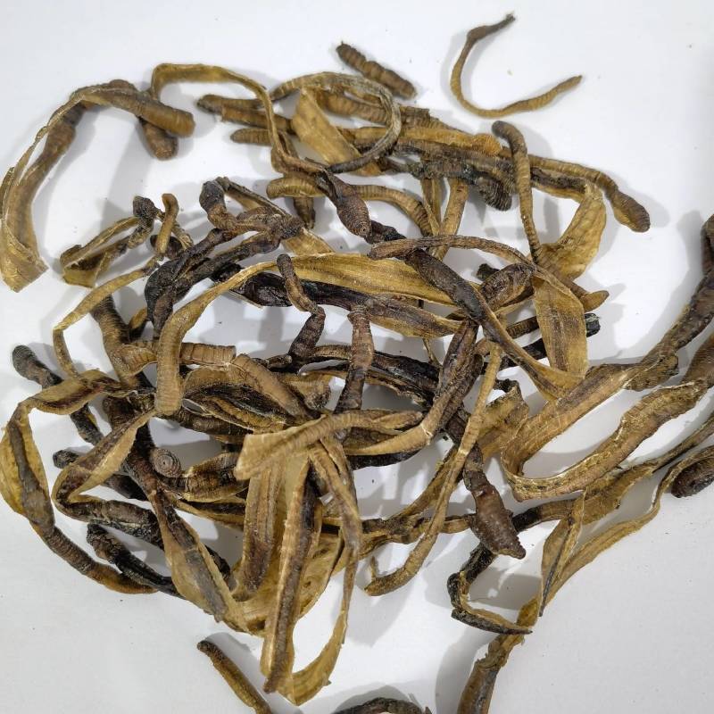 地龙小地龙今年新货实图拍摄颜色好看一手货源