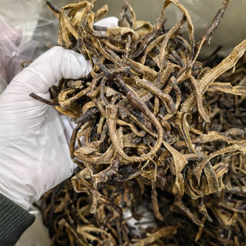 地龙小地龙今年新货实图拍摄颜色好看一手货源