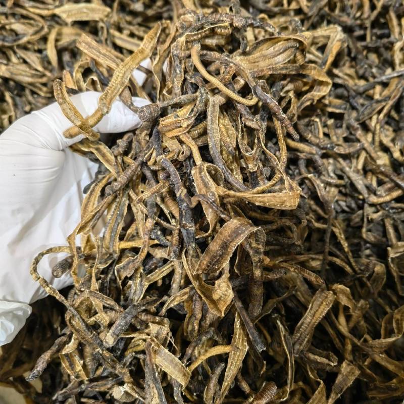 地龙小地龙今年新货实图拍摄颜色好看一手货源