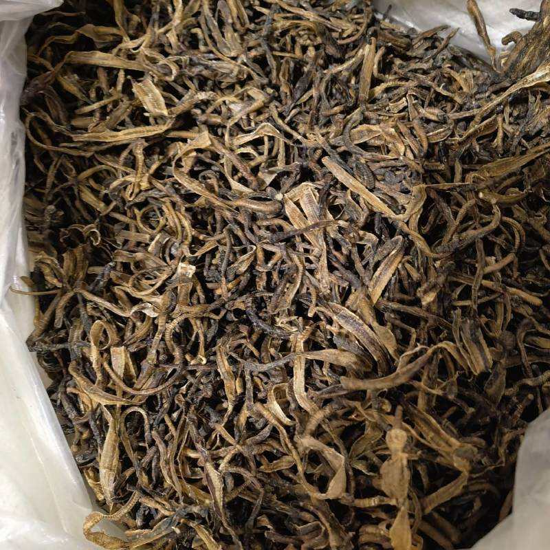 地龙小地龙今年新货实图拍摄颜色好看一手货源