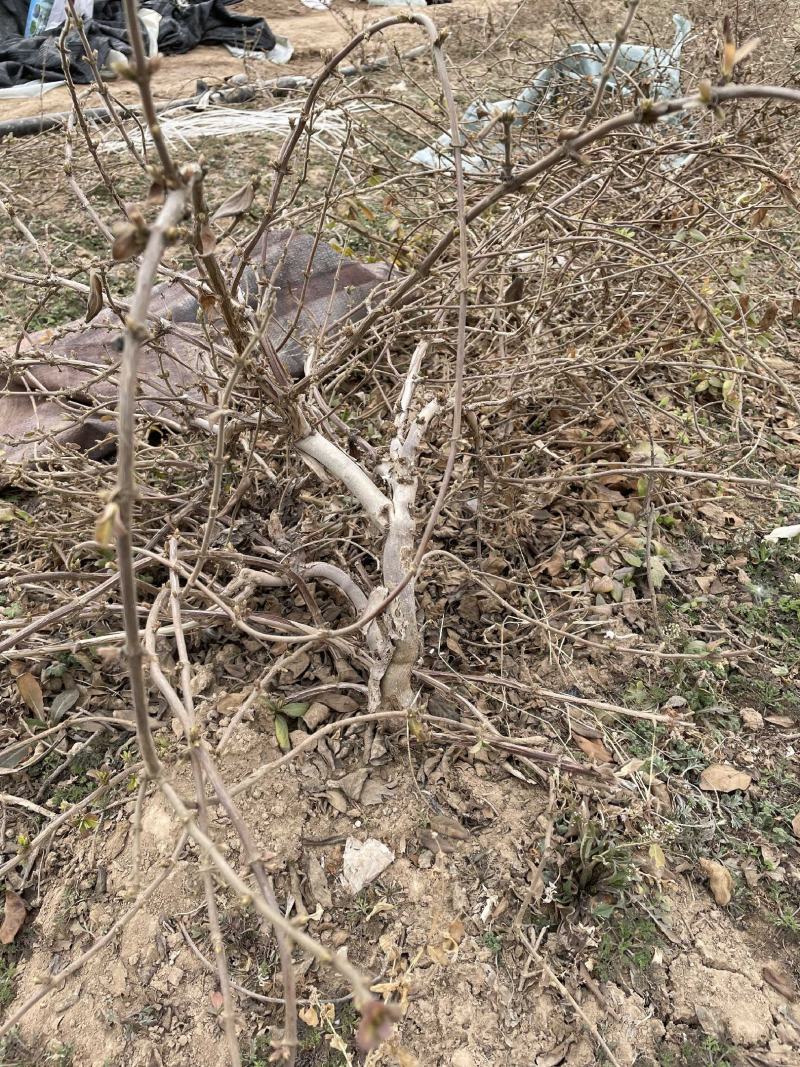 金银花树