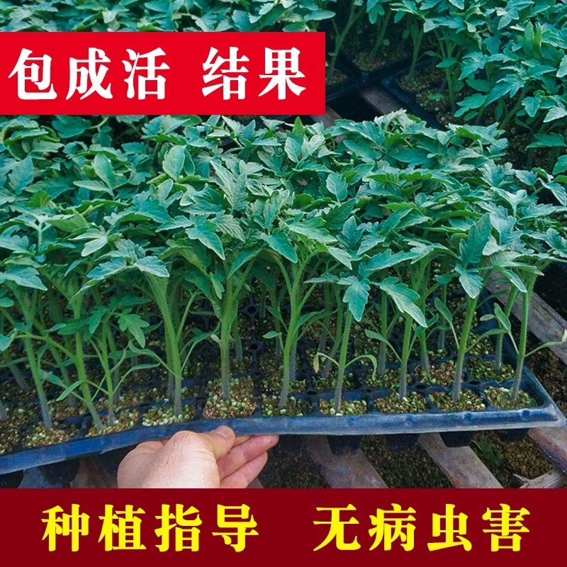 罗密欧超甜绿色樱桃番茄种子抗病毒产量高脆甜可口