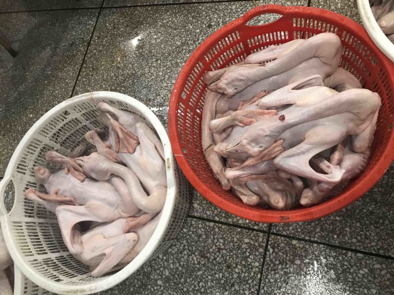 狮头鹅，现杀新鲜发货，长期提供