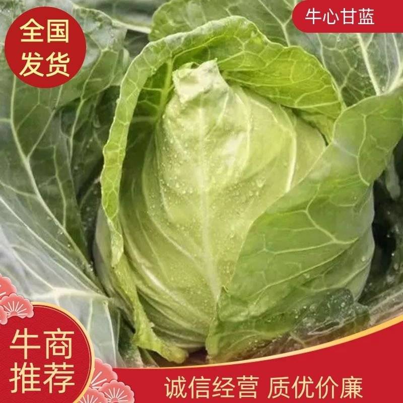 【热卖】精品牛心甘蓝产地直供专业代办可视频看货欢迎