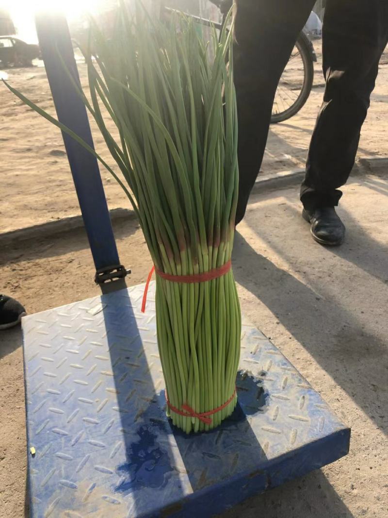 精品红帽蒜薹，万亩产地直供代发全国一手货源批发