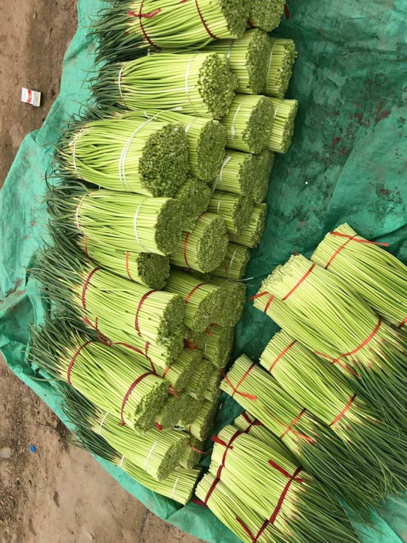 精品红帽蒜薹，万亩产地直供代发全国一手货源批发