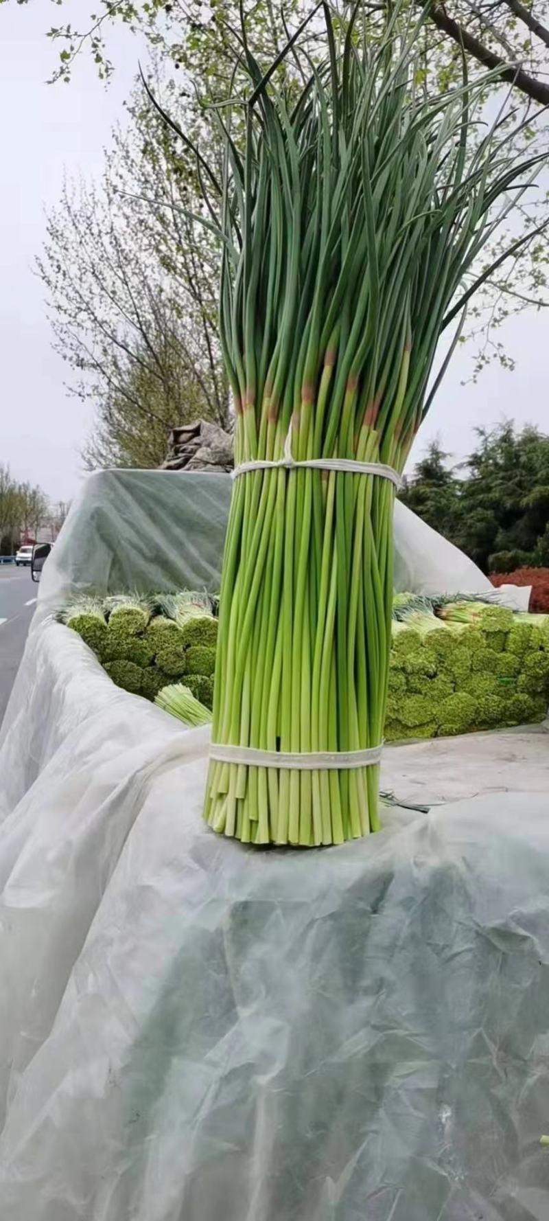 精品红帽蒜薹，万亩产地直供代发全国一手货源批发