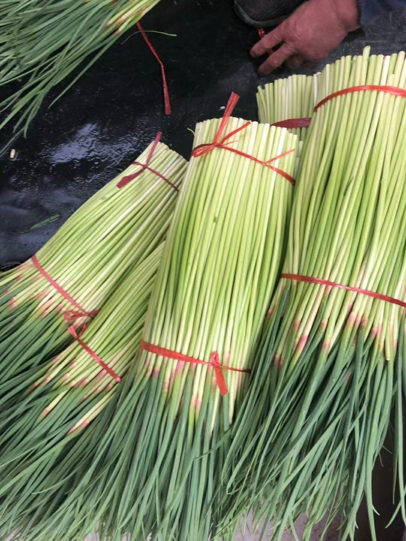 精品红帽蒜薹，万亩产地直供代发全国一手货源批发