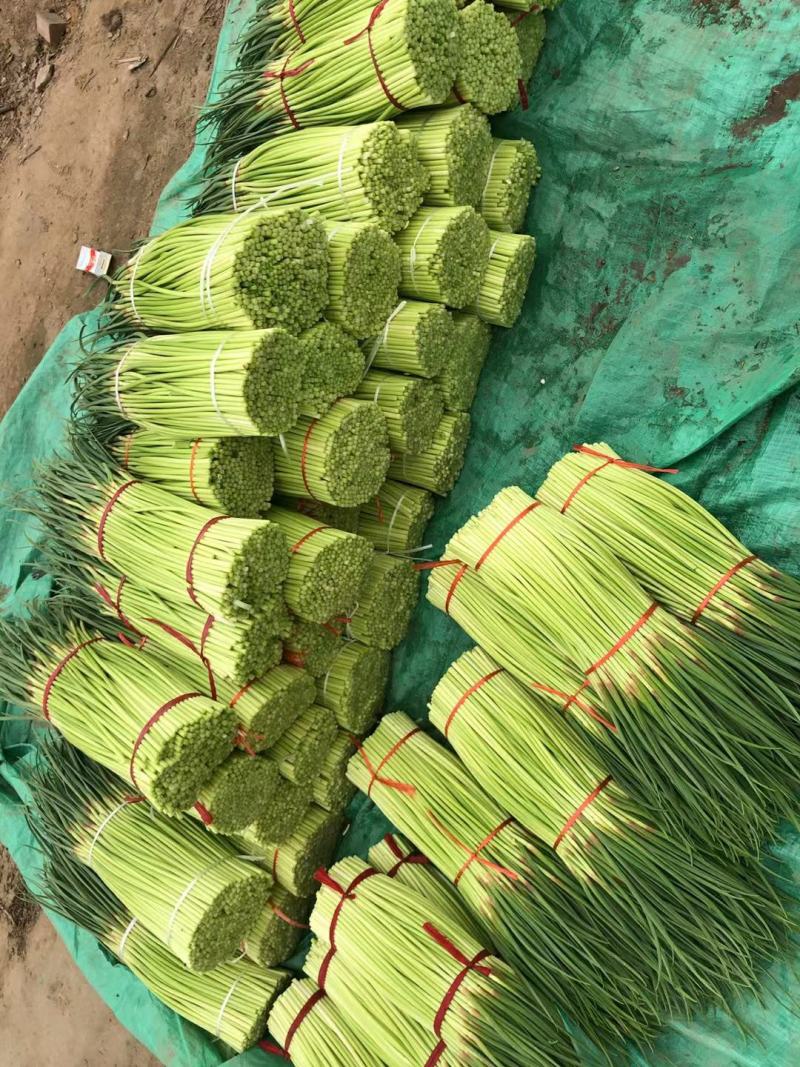 精品红帽蒜薹，万亩产地直供代发全国一手货源批发