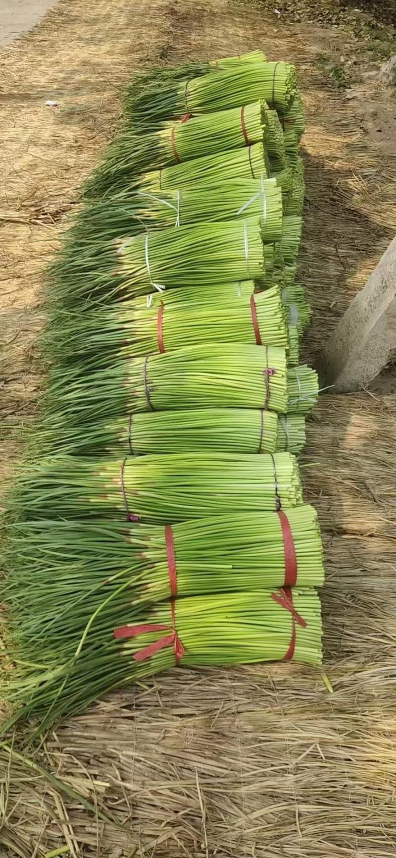 精品红帽蒜薹，万亩产地直供代发全国一手货源批发
