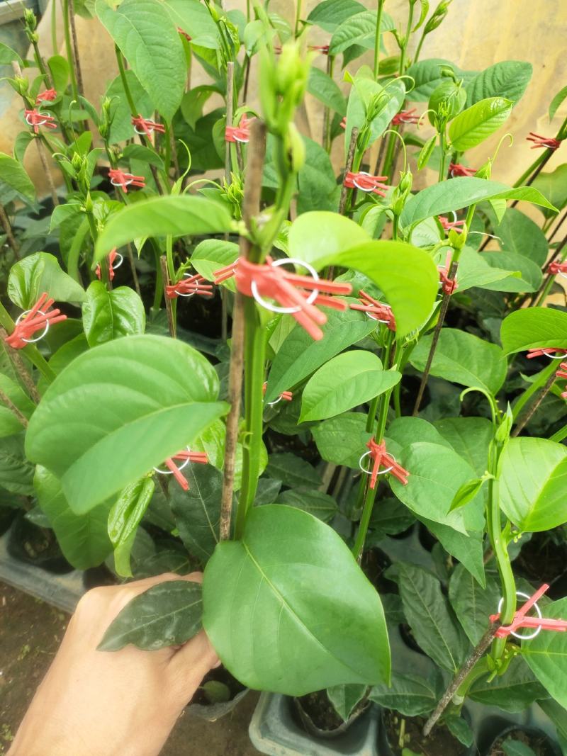 香蜜百香果嫁接苗，叶色青秀，拖病毒苗，种植成活高！